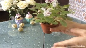 Ампельные и кустовые фиалки. Трейлеры. Отличия. Rob's Vanilla trail, Humpty doo