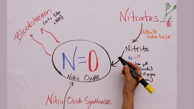 Elevate Your Nitric Oxide Levels: 7 Science-Backed Strategies