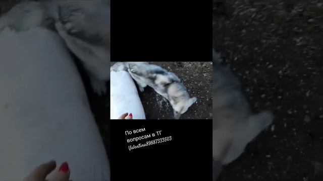 возьмите собаку с приюта ! смотреть онлайн