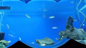 Экзотариум аквариум террариум в Ростовском зоопарке//Exotarium aquarium terrarium in the Rostov Zoo