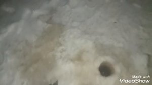 Налим на стукалку! Рыбалка с семьёй! Даша подняла трофей!