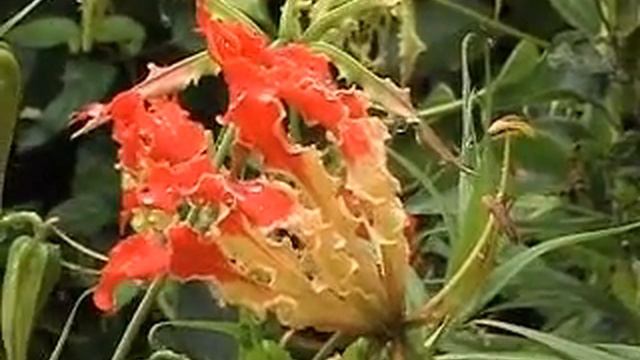 CKM GOWRI flower смотреть онлайн