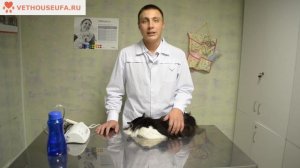 Чистка зубов, зубной камень кошкам и собакам. Уфа.