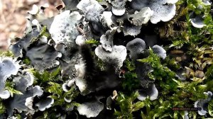 Личинка жука крымской жужелицы и чёрная гусеница. Крым Декабрь. Larva of the Beetle