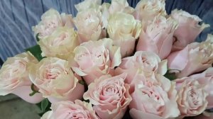 Роза Пинк Мондиаль