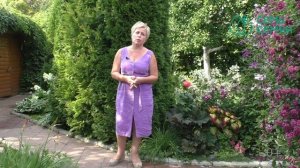 КАК ПРОДЛИТЬ ЦВЕТЕНИЕ ГОРТЕНЗИЙ!