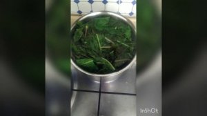 Дикоросы на нашем столе. рецепт из листьев одуванчика (гарнир).