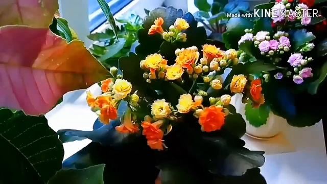 Каланхоэ.Мои комнатные цветы.Неприхотливые комнатные цветы.
