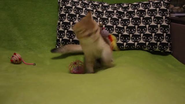 Кошка Beilis SunRay Часть 2 Британский котенок черного золотого затушеванного окраса BRI ny 11 смотреть онлайн