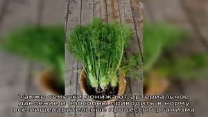 Отличие фенхеля от укропа: основные преимущества растений