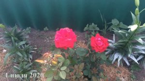 Роза Супер Гранд Аморе/ Super Grande Amore. 1-ое цветение после посадки.Роза питомника ЕленыИващенк
