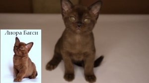 Питомник европейской бурмы "Bugsy Burma". Котята соболиного окраса. Помёт "Л"