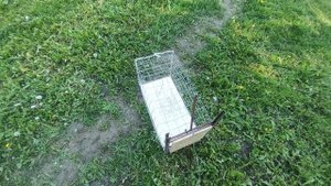 Живоловка в деле. как поймать кота