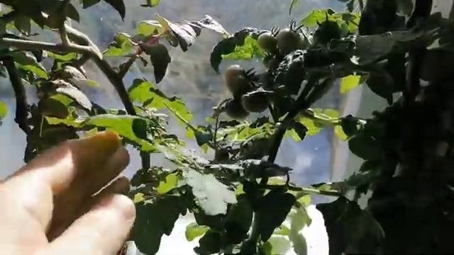Помидоры на гидропонике. 45 дней с момента посадки на гидропонику черенков.