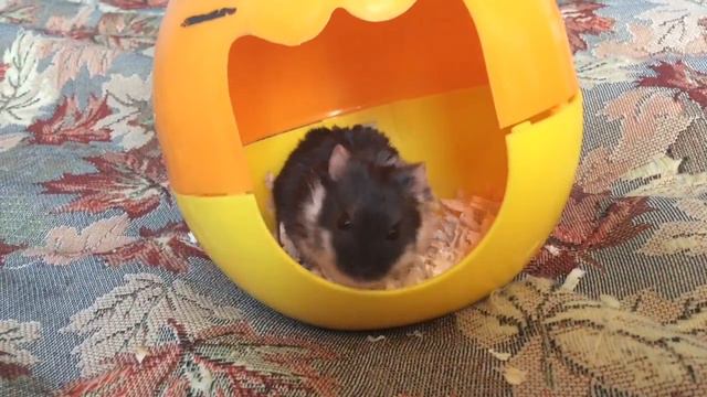 Мои любимые питомцы(животные)❤️-ХОМЯКИ смотреть онлайн