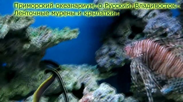 Ленточная мурена (риномурена) смотреть онлайн