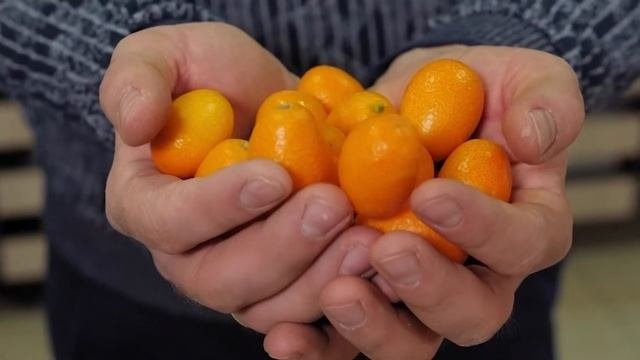 Экзотические фрукты, изучаем с детьми. Часть 2. Манго, рамбутан, папайя и другие необычные фрукты.