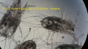 Миллион Мучных Клещей Acarus siro! Клещи Под Микроскопом.