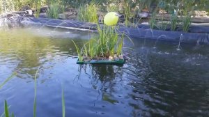 ??? Изменения в пруду Пруд стал совсем другой Мой искусственный пруд