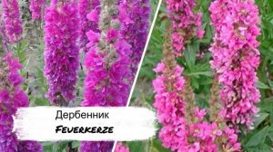 ПОСАДИТЕ многолетний ЦВЕТОК,который обильно цветет ВСЕ ЛЕТО!/Дербенник