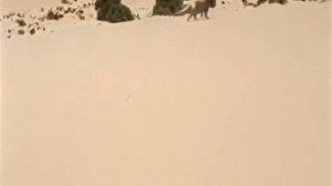 Inostrancevia vs Scutosaurus -  Иностранцевия против Скутозавра [RUS]