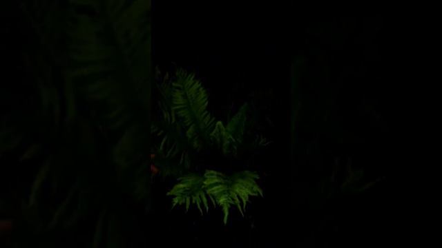 В ночь на Ивана Купала оживает легенда. Цветок папоротника ⚜️ смотреть онлайн