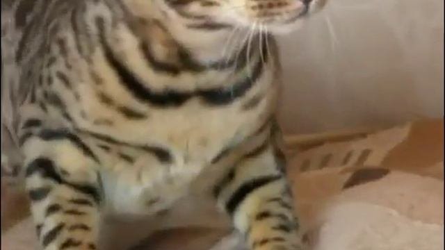 Бенгальская кошка описание породы, уход