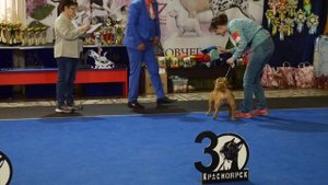 Американский булли (покет, стандарт), Красноярск, 07.05.2022