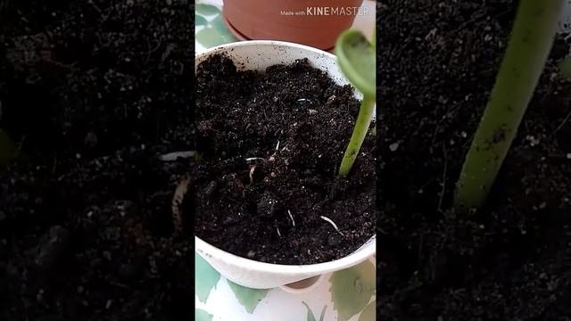 Как вырастить фасоль дома