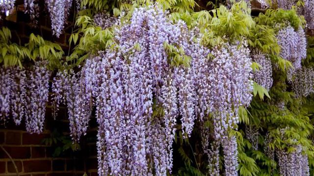 Все краски глициний смотреть онлайн