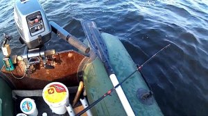 ЗА СОМОМ НА ВОЛГУ. С КВОКОМ  В САРАТОВСКУЮ ОБЛАСТЬ