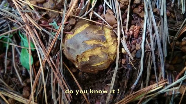 Guess Mushroom (Part 1) смотреть онлайн