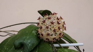 Цветение хойи Эритростемма  (Erythrostemma Ut-049) 💮 Непрерывное цветение хой на южном окне💚