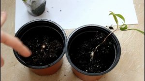 Глориоза из семян. История развития клубня глориозы. 2019. __Валентина Земскова.