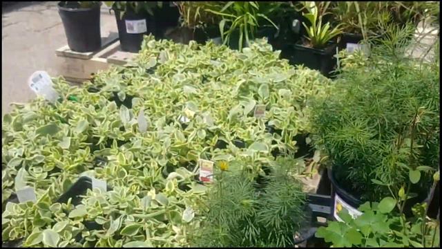 Rural King Plant Haul - Memorial Day Plant Shopping - Found Some Campanula I've Been Wanting! смотреть онлайн