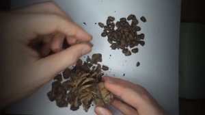 Сколько орехов в кедровой шишке?