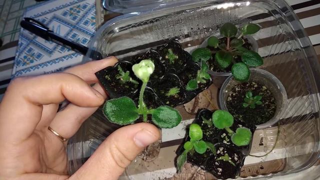 Розмноження химер квітконосами смотреть онлайн