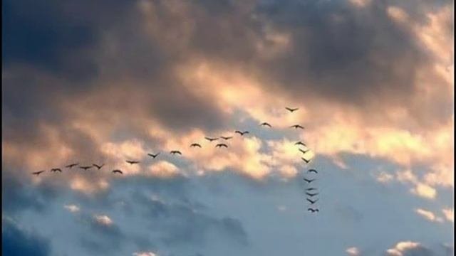 Марина стихотворение про осень