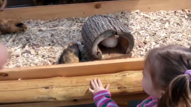 Обзор Веселая Ферма. Трогательный Зоопарк. ТЦ Мега. смотреть онлайн