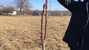 Обрезка грецкого ореха. Формирующая обрезка