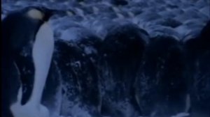 О пингвинах детям Развивающее видео для детей