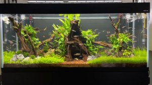 My Aquael OptiSet 240L