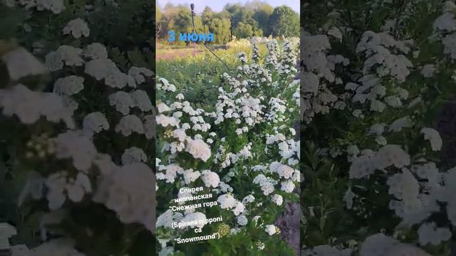 Спирея ниппонская "Снежная гора" (Spiraea nipponica "Snowmound").