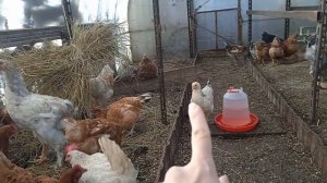 Что получилось от скрещивания Русской Белой курицы и Ливенского Ситцевого петуха. И покупные цыплят