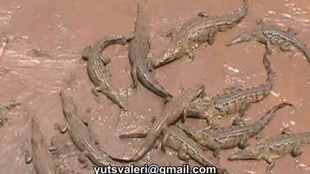 Costa Rica rio Tarcoles-Коста Рика крокодилы на реке Тарколес смотреть онлайн