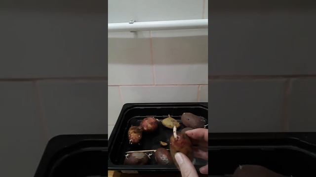 Доступные способы размножения картофеля смотреть онлайн
