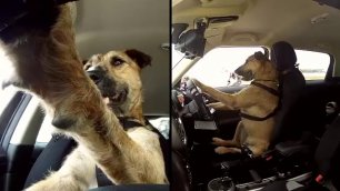 Первая в мире собака - автоводитель 