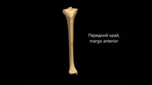 Кости нижней конечности