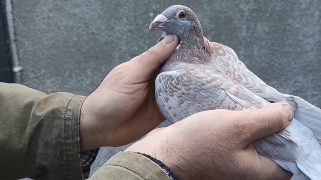 ПОЧТОВЫЕ ГОЛУБИ. ЛИЧНО О КАЖДОМ