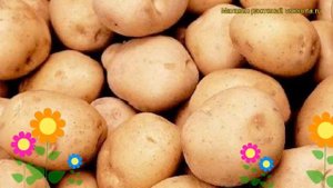 Картофель семенной Сагита. Краткий обзор, описание характеристик, где купить картофель Sagita